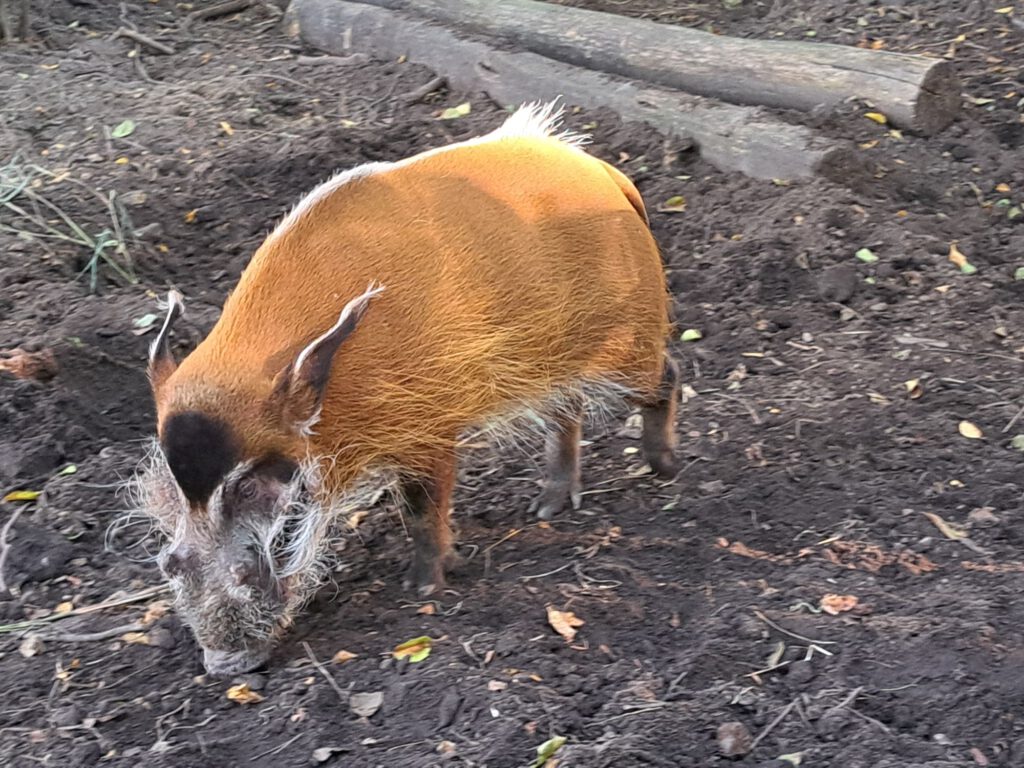 Schwein