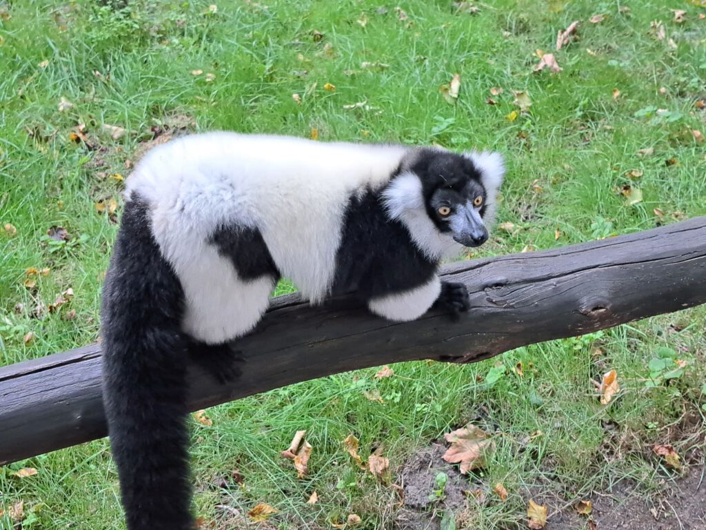Affe