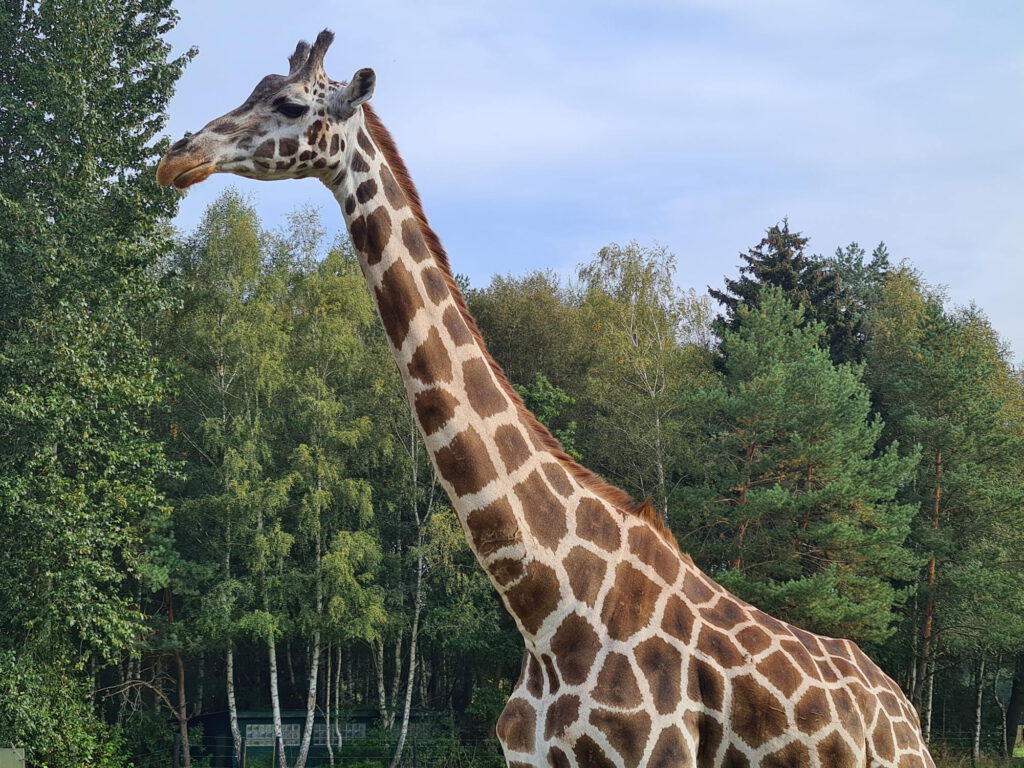Giraffe