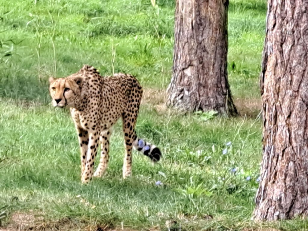 Gepard  im Freigehege