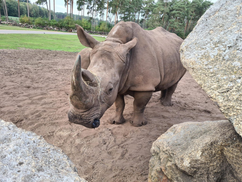 Nashorn