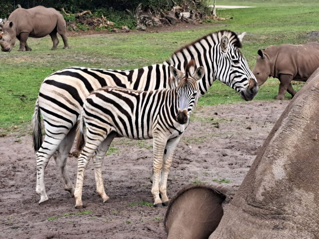 Zebra