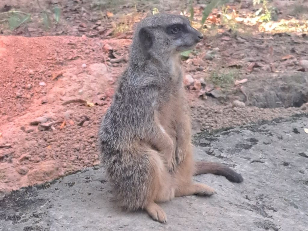 Erdhörnchen