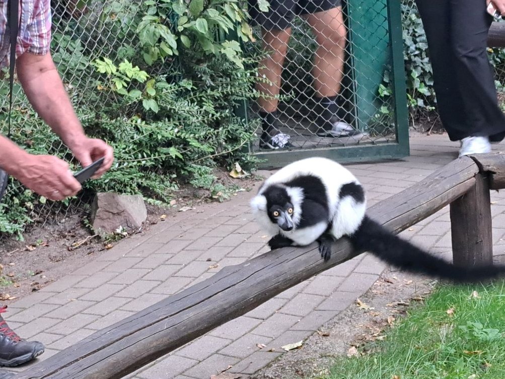 Affe