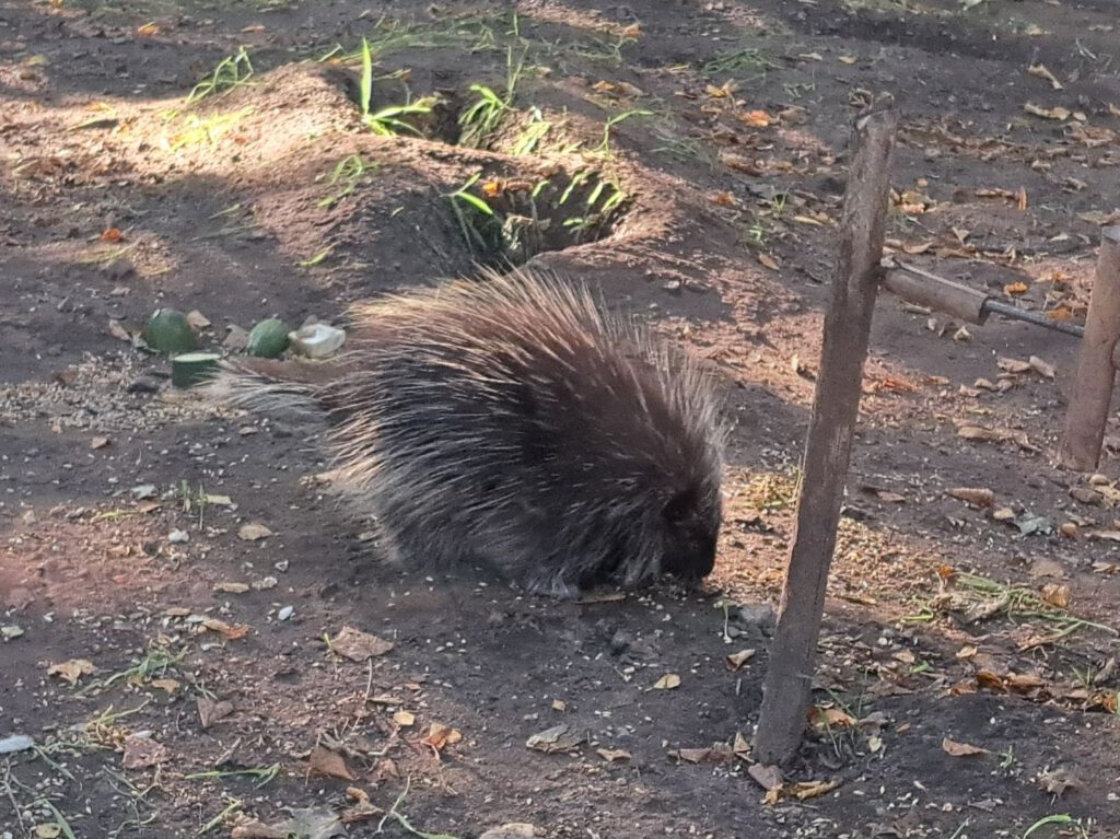 Stachelschwein