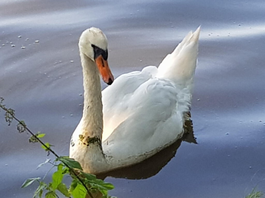 Schwan auf dem de Wittsee