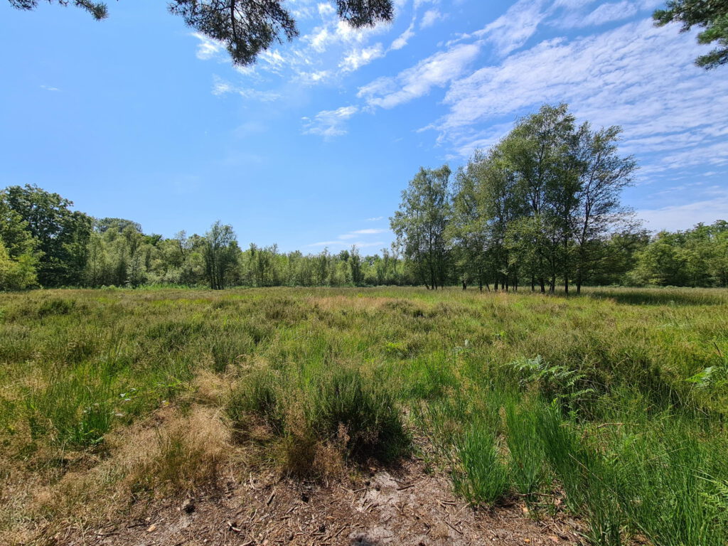 Wiese im Moor