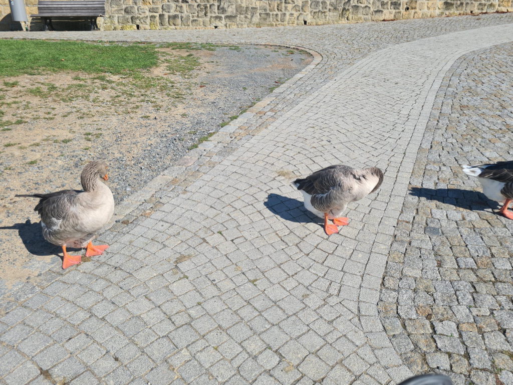 Gäne am Ufer