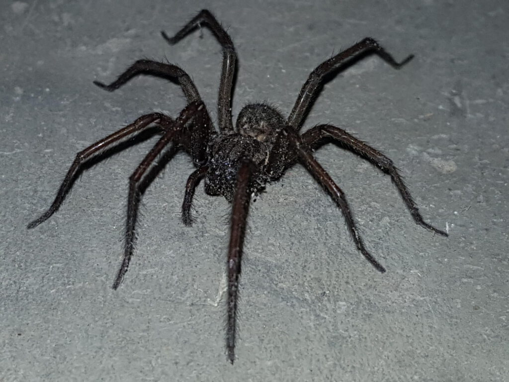 Spinne