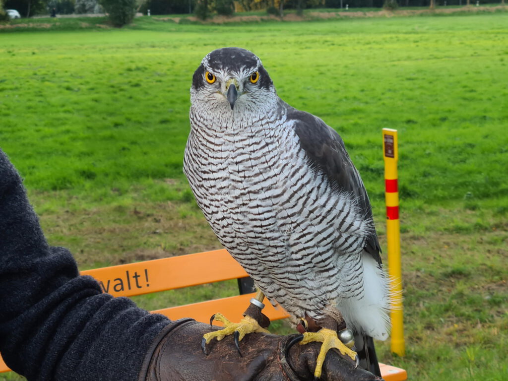 Raubvogel