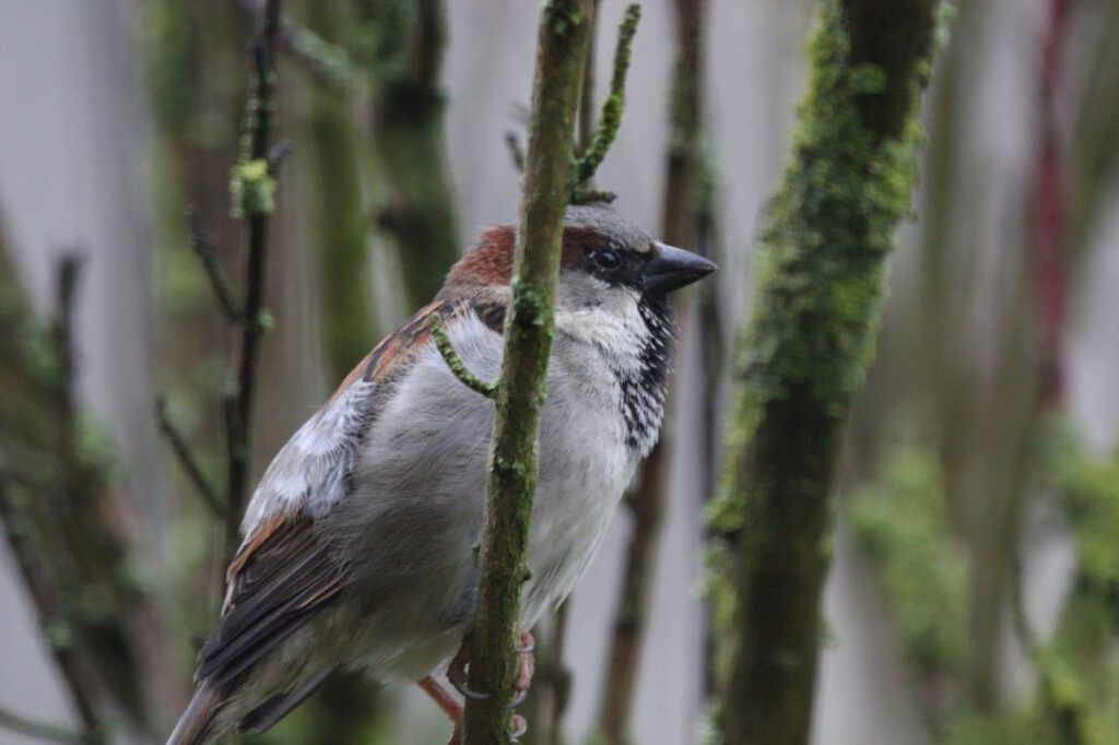 Spatz auf einem Ast