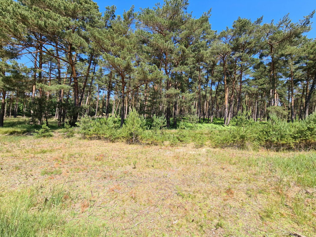 Kleiner Wald