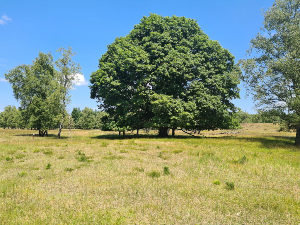 Prächtiger Baum