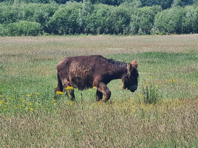 Brachter Wald, Heidemoore und Elmpter Schwalmbruch